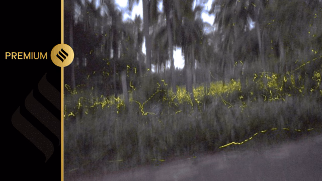 Fireflies of the Western Ghats: Nature’s Silent Guardians of Forest Health