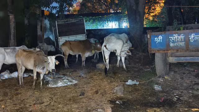 From Tip-off to Shelter: How 250 Cattle Rescue Turned a Jharkhand Police Station Into a Cowshed